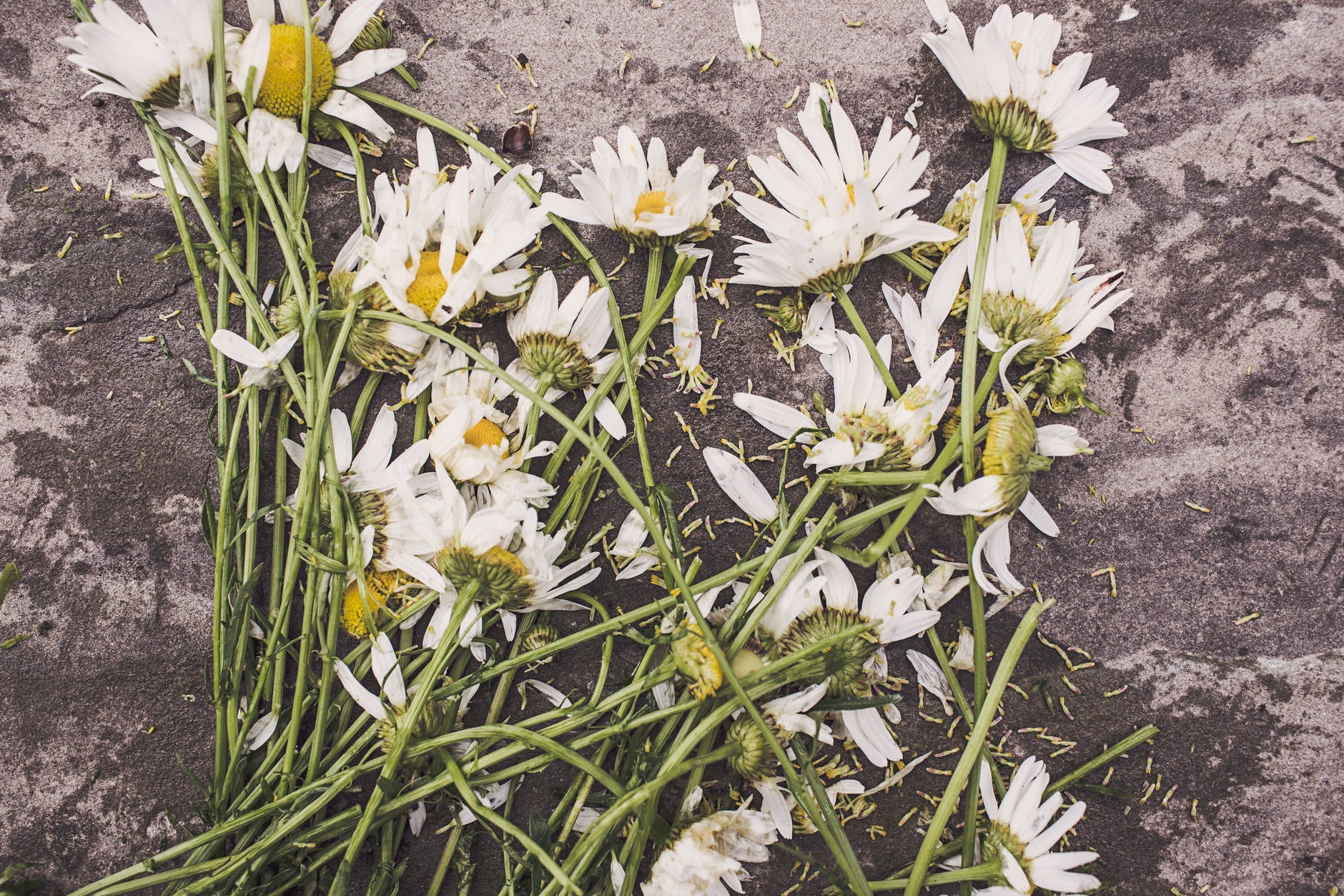 flowers marguerites destroyed dead